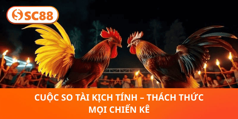 SC88 Đá Gà Thomo 2026 – Đấu Trường Rực Lửa, So Tài Hấp Dẫn