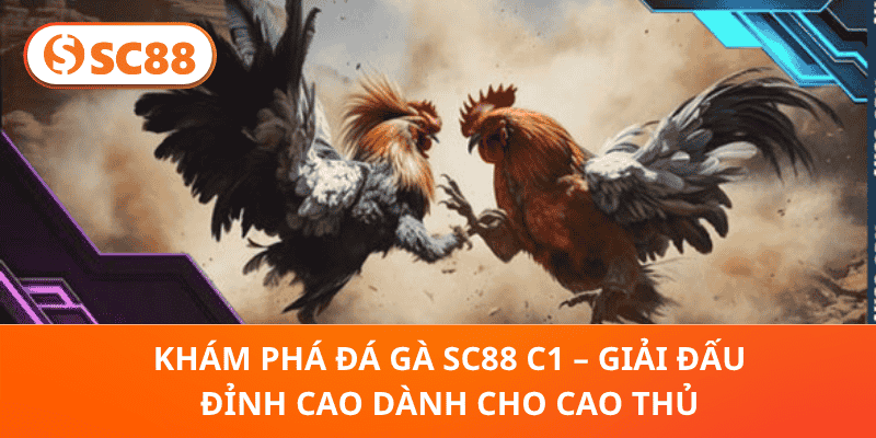 Đá Gà SC88 C1–Giải Đấu Đỉnh Cao, So Tài Chiến Kê Huyền Thoại
